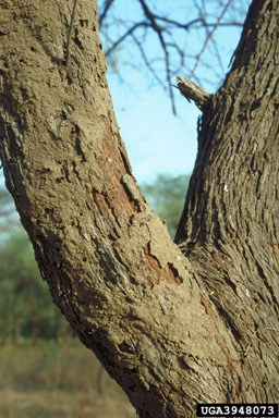 Egyptian Thorn, Acacia nilotica  (Fabales: Fabaceae (Leguminosae)) - 3948073