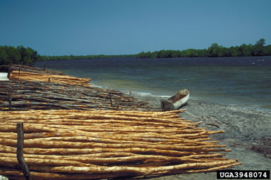 mangrove, Rhizophora spp.  (Rhizophorales: Rhizophoraceae) - 3948074