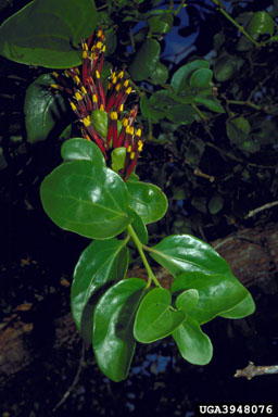 mistletoes (Tapinanthus spp. ) on mangrove (Sonneratia spp. ) - 3948076