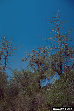 African juniper, Juniperus procera  (Pinales: Cupressaceae) - 3948085