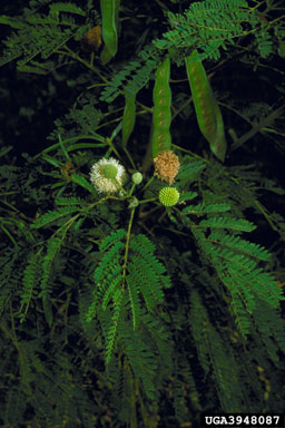 white leadtree, Leucaena leucocephala  (Fabales: Fabaceae (Leguminosae)) - 3948087
