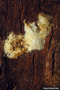 gypsy moth (Lymantria dispar ) on cork oak (Quercus suber ) - 3948096