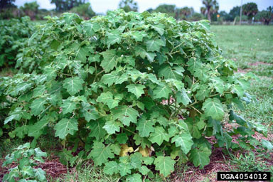 tropical soda apple, Solanum viarum  (Solanales: Solanaceae) - 4054012