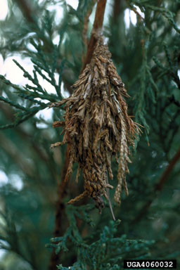 bagworm, Thyridopteryx ephemeraeformis  (Lepidoptera: Psychidae) - 4060032