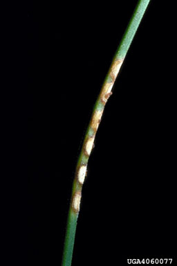blackheaded pine sawfly (Neodiprion excitans ) on pine (Pinus spp. ) - 4060077