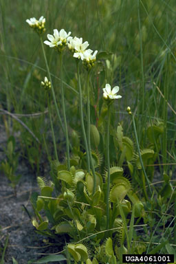 Venus flytrap, Dionaea muscipula  (Nephenthales: Droseraceae) - 4061001