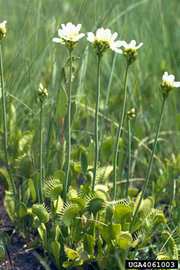 Venus flytrap, Dionaea muscipula  (Nephenthales: Droseraceae) - 4061003