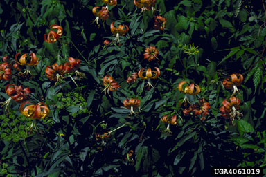 turk's-cap lily, Lilium superbum  (Liliales: Liliaceae) - 4061019