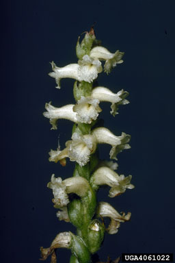 ladies'-tresses, Spiranthes spp.  (Orchidales: Orchidaceae) - 4061022