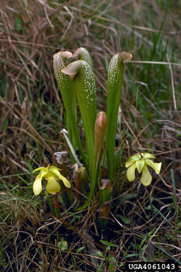 pitcherplants, Sarracenia spp.  (Nephenthales: Sarraceniaceae) - 4061043