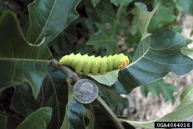 polyphemus moth (Antheraea polyphemus ) on black oak (Quercus velutina ) - 4064016