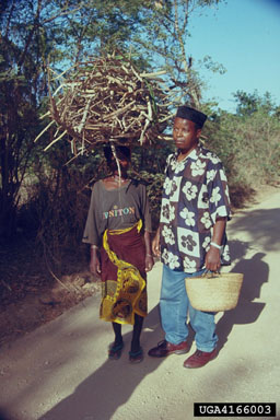 fuelwood,    - 4166003