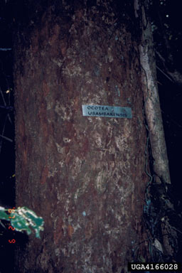 East African camphorwood, Ocotea usambarensis  (Laurales: Lauraceae) - 4166028