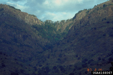 Eastern Arc Mountains,    (Mountains: Eastern Arc Mountains) - 4166067