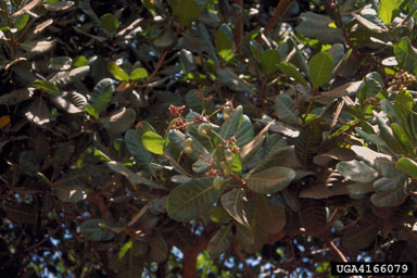 cashew, Anacardium occidentale  (Sapindales: Anacardiaceae) - 4166079