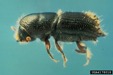 sixspined ips, Ips calligraphus  (Coleoptera: Curculionidae) - 4178018
