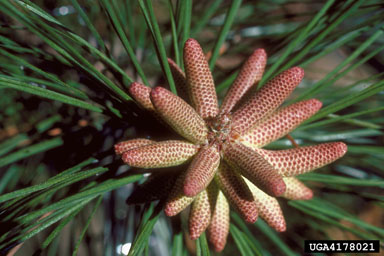 loblolly pine, Pinus taeda  (Pinales: Pinaceae) - 4178021