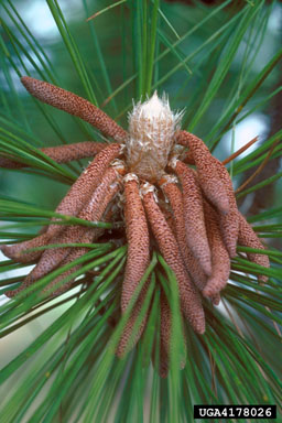 longleaf pine, Pinus palustris  (Pinales: Pinaceae) - 4178026