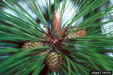 longleaf pine, Pinus palustris  (Pinales: Pinaceae) - 4178029