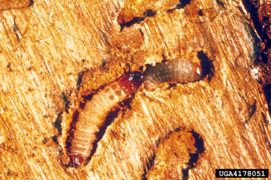 checkered beetle (Thanasimus dubius ) on southern pine beetle (Dendroctonus frontalis ) - 4178051