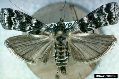 cone worms, Dioryctria spp.  (Lepidoptera: Pyralidae) - 4178058