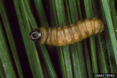 cone worms, Dioryctria spp.  (Lepidoptera: Pyralidae) - 4178060