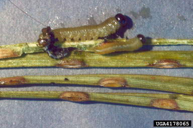 loblolly pine sawfly, Neodiprion taedae linearis (Hymenoptera: Diprionidae) - 4178065