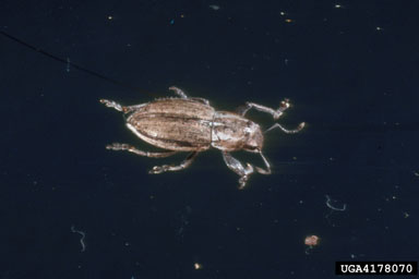 whitefringed beetles, Naupactus spp.  (Coleoptera: Curculionidae) - 4178070