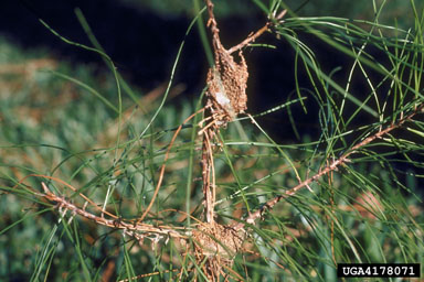 pine webworm, Pococera robustella  (Lepidoptera: Pyralidae) - 4178071