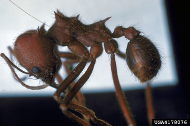 Texas leafcutting ant, Atta texana  (Hymenoptera: Formicidae) - 4178076