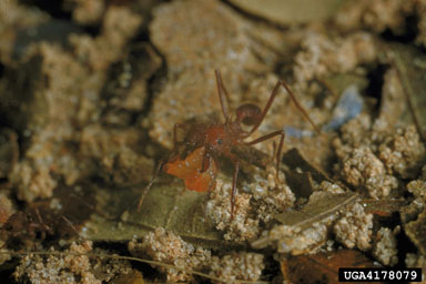 Texas leafcutting ant, Atta texana  (Hymenoptera: Formicidae) - 4178079