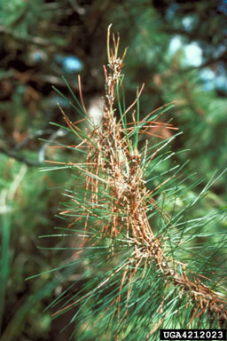 jack pine budworm (Choristoneura pinus pinus) on red pine (Pinus resinosa ) - 4212023