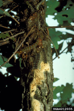 gypsy moth, Lymantria dispar  (Lepidoptera: Lymantriidae) - 4212035