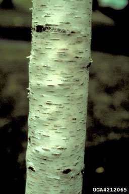 bronze birch borer (Agrilus anxius ) on paper birch (Betula papyrifera ) - 4212065
