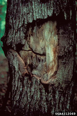 sugar maple borer (Glycobius speciosus ) on sugar maple (Acer saccharum ) - 4212069