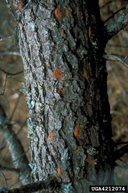 bark beetles (  ) on pine (Pinus spp. ) - 4212074