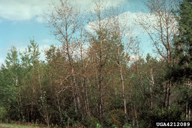Septoria leaf spot and canker (Septoria musiva ) on aspen/poplar (Populus spp. ) - 4212089