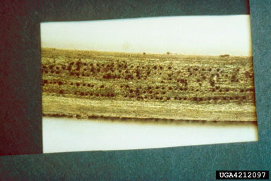 Rhizosphaera needle cast (Rhizosphaera kalkhoffii ) on spruce (Picea spp. ) - 4212097