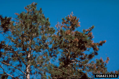 Diplodia tip blight (Diplodia pinastri ) on pine (Pinus spp. ) - 4213013
