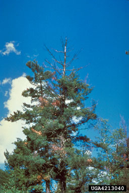 white pine blister rust (Cronartium ribicola ) on eastern white pine (Pinus strobus ) - 4213040