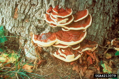 Ganoderma root rots (Ganoderma spp. ) on maple (Acer spp. ) - 4213079