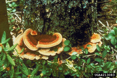 Tomentosus root disease, Onnia tomentosus  (Hymenochaetales: Hymenochaetaceae) - 4213083