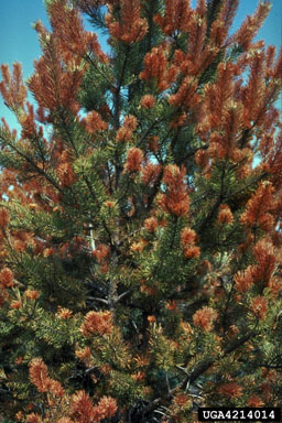 frost and winter injury (general) (  ) on Scots pine (Pinus sylvestris ) - 4214014