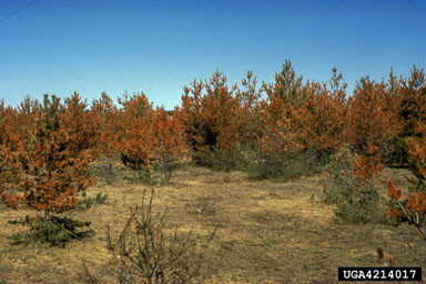 desication (wind burn) (  ) on Scots pine (Pinus sylvestris ) - 4214017