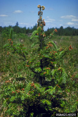 frost and winter injury (general) (  ) on balsam fir (Abies balsamea ) - 4214020