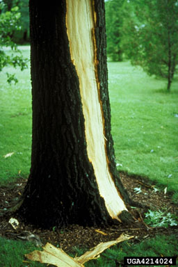 lightning,    (Terrestrial weather: Other natural phenomena) - 4214024