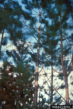 porcupine (Erethizon dorsatum ) on pine (Pinus spp. ) - 4214041