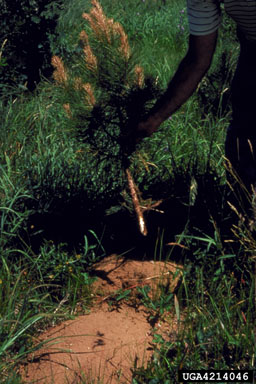 pocket gophers (  ) on pine (Pinus spp. ) - 4214046