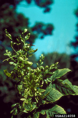herbicides (general),    (General herbicides: General Herbicides) - 4214058