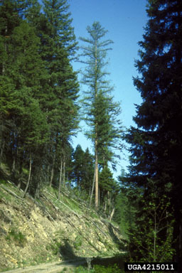 annosum root disease (Heterobasidion annosum ) on Douglas-fir (Pseudotsuga menziesii ) - 4215011